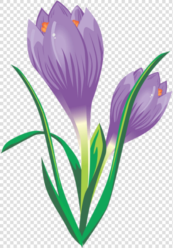  ftestickers  illustration  flower  crocus  purple   Spring Crocus  HD Png DownloadTransparent PNG