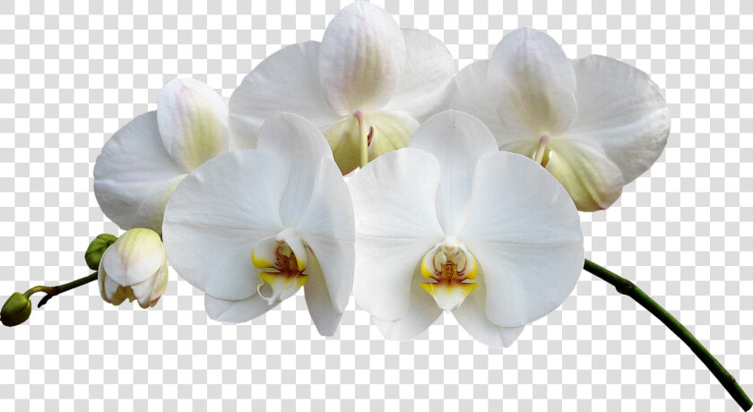 Orchidée  png  Transparent PngTransparent PNG