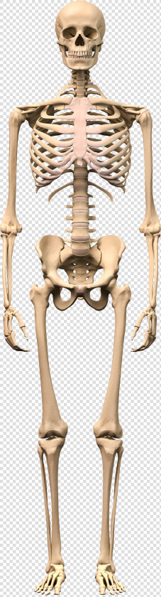 Skeleton Png   Human Skeleton Images Hd  Transparent PngTransparent PNG