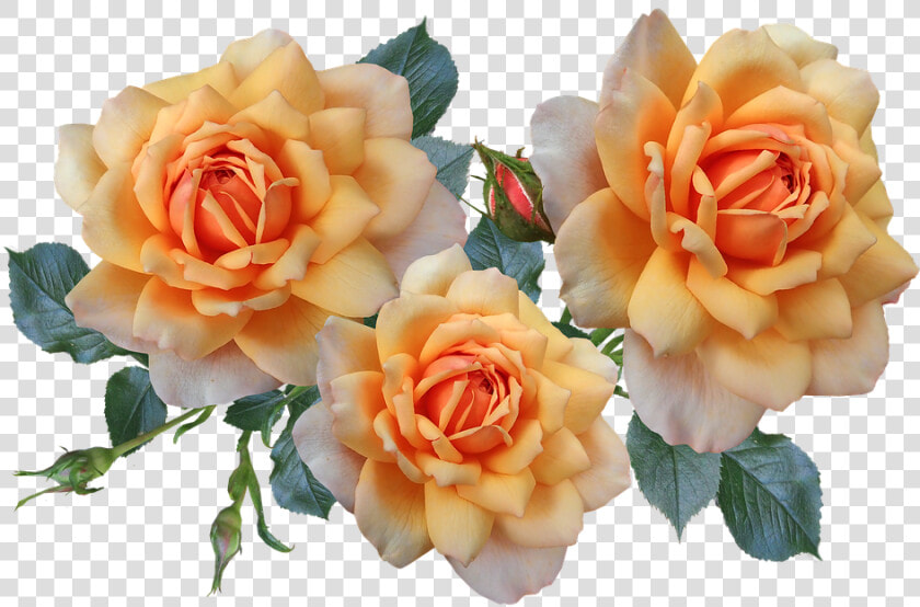 Roses  Flowers  Arrangement  Garden  Nature  HD Png DownloadTransparent PNG