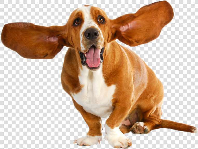 Basset Hound Puppy Dog Breed Stock Photography   Basset Hound  HD Png DownloadTransparent PNG