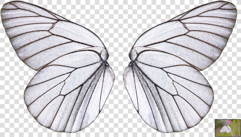 Butterfly Wings Png   Transparent Background Transparent Butterfly Wing  Png DownloadTransparent PNG