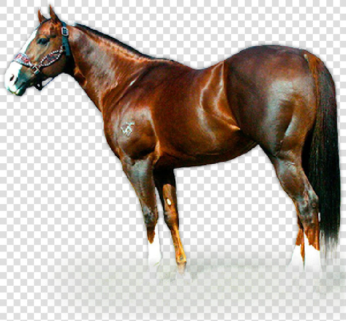 Cavalo Dash Ta Fame   Png Download   Raison D Etat Stallion  Transparent PngTransparent PNG