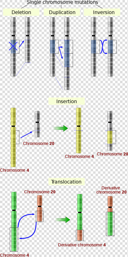 Mutation Structure  HD Png DownloadTransparent PNG