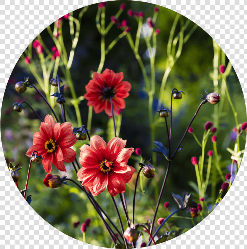 Dahlia   39 bishop Of Llandaff  39   HD Png DownloadTransparent PNG