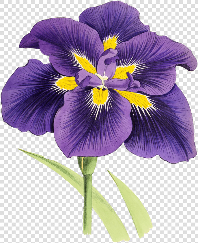 Mauve Lily Drawing   Iris Clipart  HD Png DownloadTransparent PNG