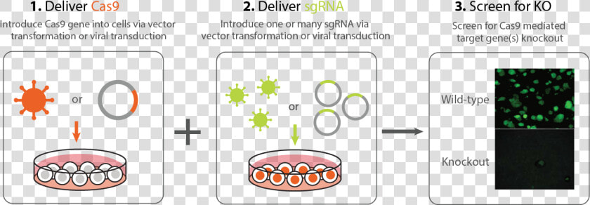 Crispr Cas9 Viral Delivery  HD Png DownloadTransparent PNG