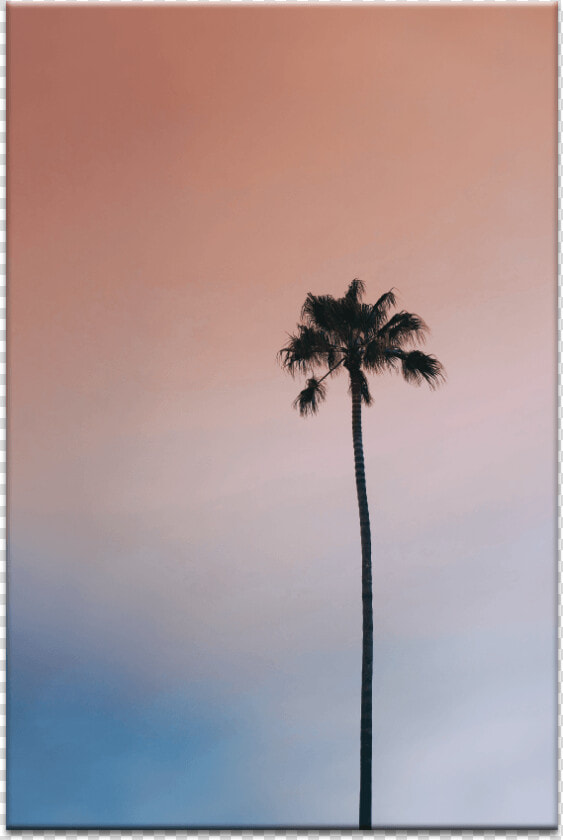 Single Palm   Desert Palm  HD Png DownloadTransparent PNG