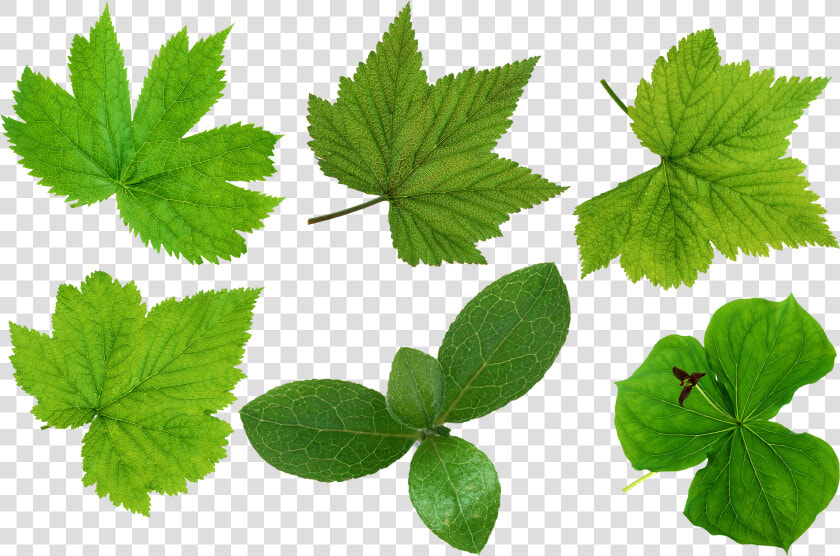 Green Leaves Png Images   Leaves Cut Out Png  Transparent PngTransparent PNG