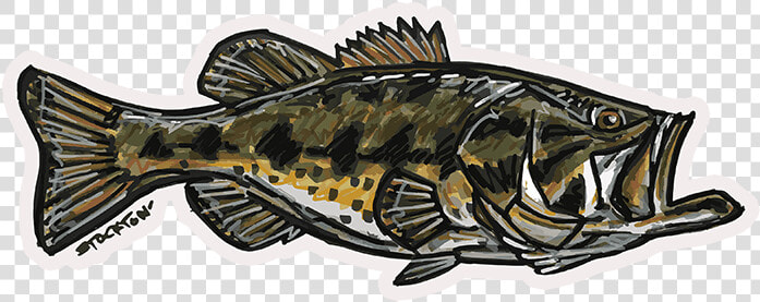 Fly Slaps Matthew Stockton Largemouth Bass Sticker   Sea Bass  HD Png DownloadTransparent PNG