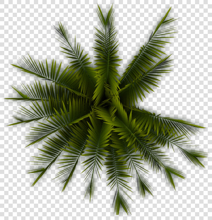 Tree Plan Png Free Download   Palm Tree Plan Png  Transparent PngTransparent PNG