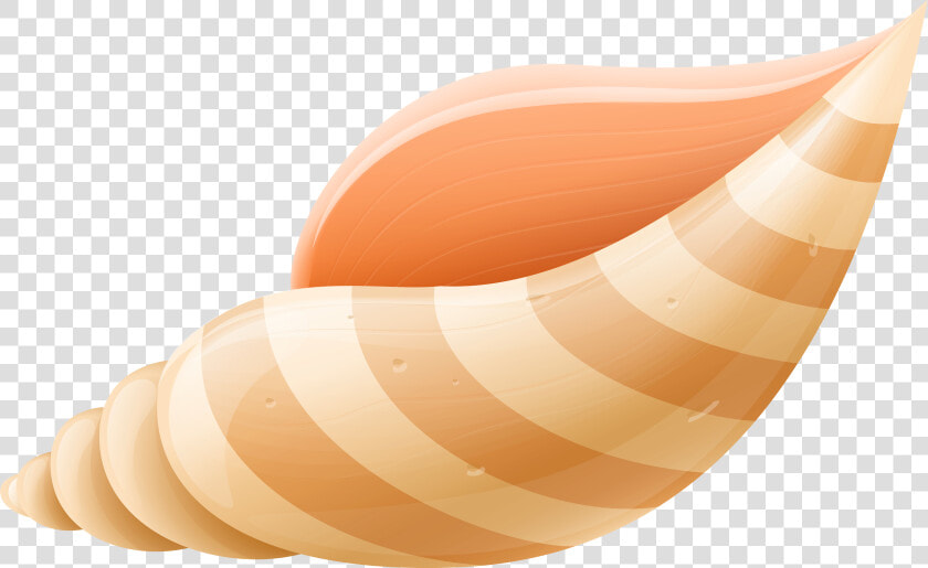 Sea Shell Png Clip Art Image   Sea Shells Clip Art Png  Transparent PngTransparent PNG