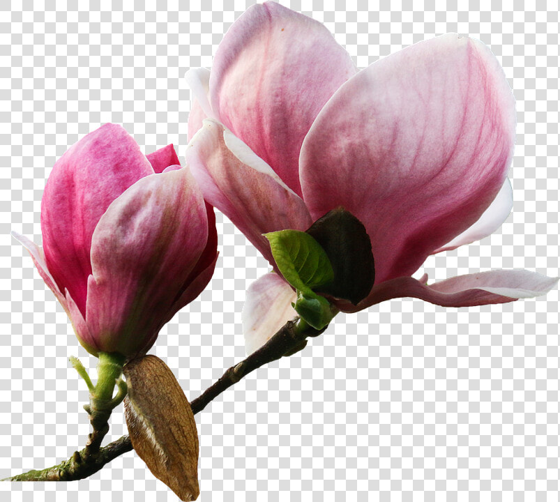 Flower  Plant  Nature  Magnolia  Graphics  Scrapbooking   Magnolia Png  Transparent PngTransparent PNG