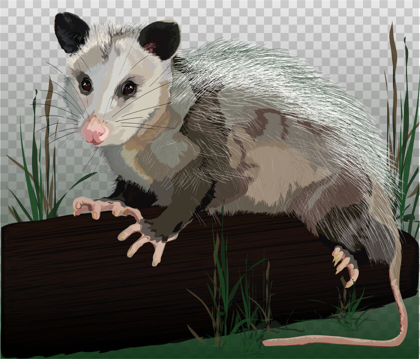 Common Opossum  HD Png DownloadTransparent PNG