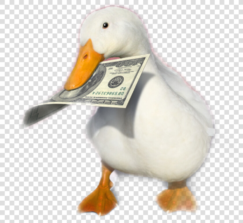  aflac   You Ve Heard Of Elf On The Shelf Now Get Ready For  HD Png DownloadTransparent PNG