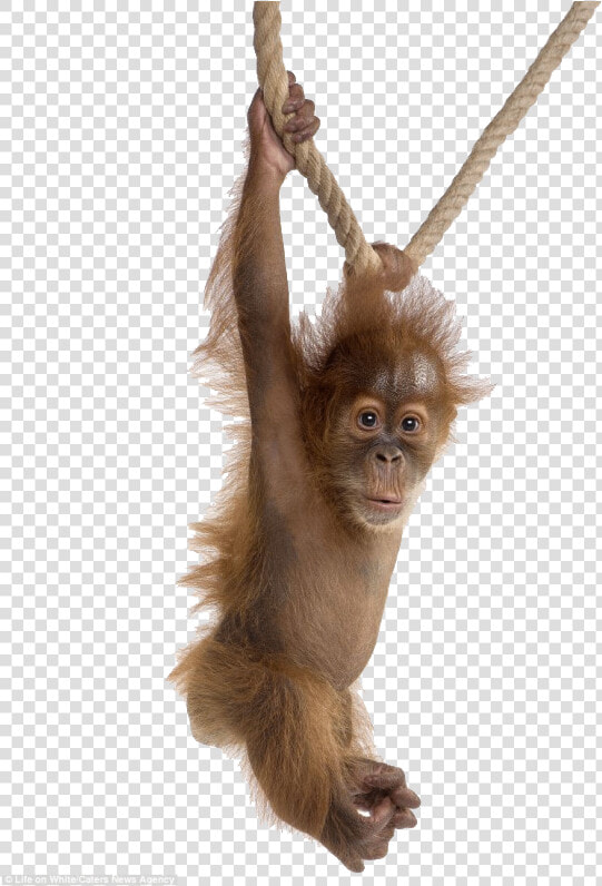 Orangutan   Animal Portraits White Background  HD Png DownloadTransparent PNG