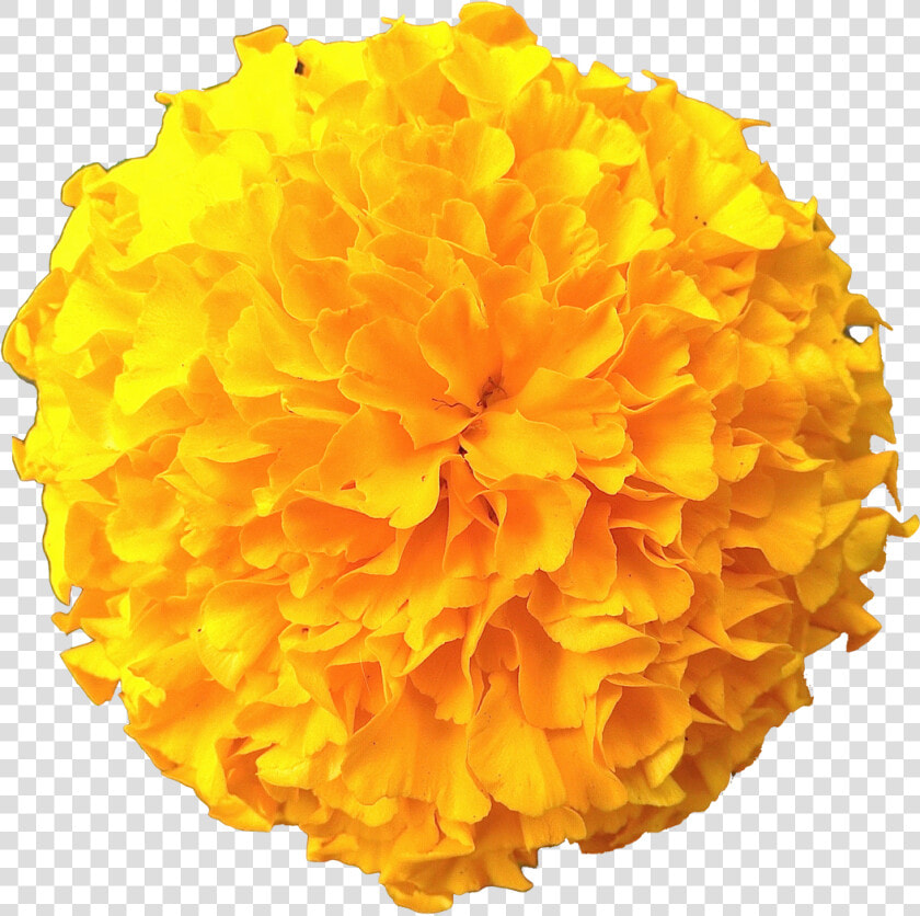 Clip Art Flowers Pic   Transparent Marigold Flower Png  Png DownloadTransparent PNG