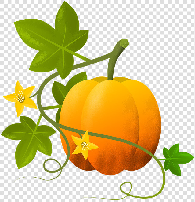 Calabaza  Ilustración  Plantas  Vegetal  Hojas   Gambar Pohon Labu Kartun  HD Png DownloadTransparent PNG