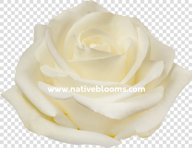 Image   Floribunda  HD Png DownloadTransparent PNG