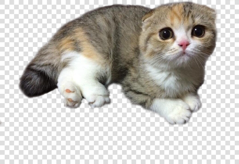 Jpg Transparent Stock Cats Png Psbattle A   Domestic Short haired Cat  Png DownloadTransparent PNG