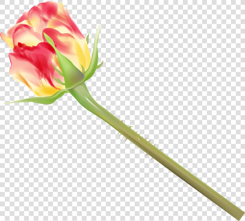 Yellow And Red Rose Bud Png Clipart Image   Rose  Transparent PngTransparent PNG