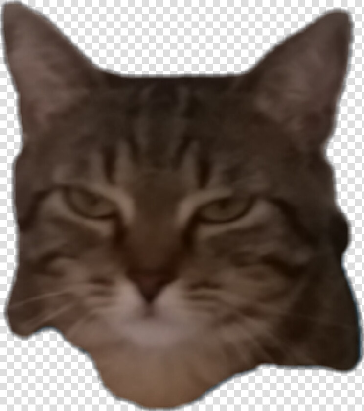 Transparent Grumpy Cat Face Png   Domestic Short haired Cat  Png DownloadTransparent PNG