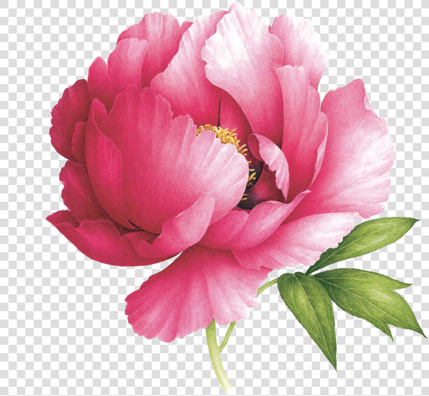 Peony Scented By Vincent Jeannerot From Tattly   Peony Tattoo  HD Png DownloadTransparent PNG