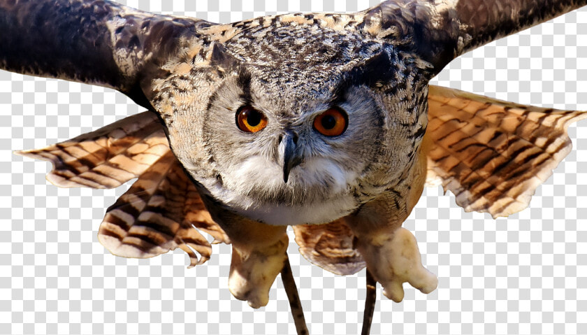 Búho  Aves  Pluma  Lindo  Plumaje  Las Aves  Animales   Kinds Of Birds  HD Png DownloadTransparent PNG