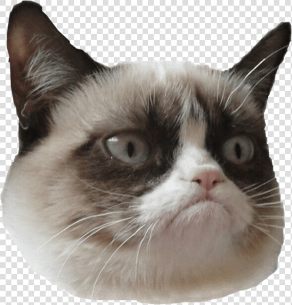 Grumpy Cat Is Grumpy 😂   Grumpy Cat And Stan Lee  HD Png DownloadTransparent PNG