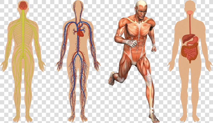 01 Body Structures   Human Body Systems Png  Transparent PngTransparent PNG