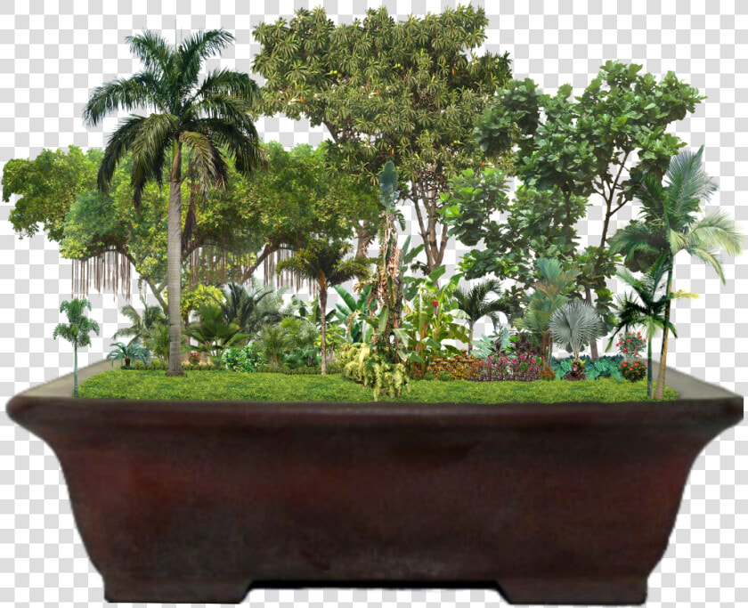  tropical  garden  jungle  palmtrees  trees  plants   Ficus Lyrata  HD Png DownloadTransparent PNG