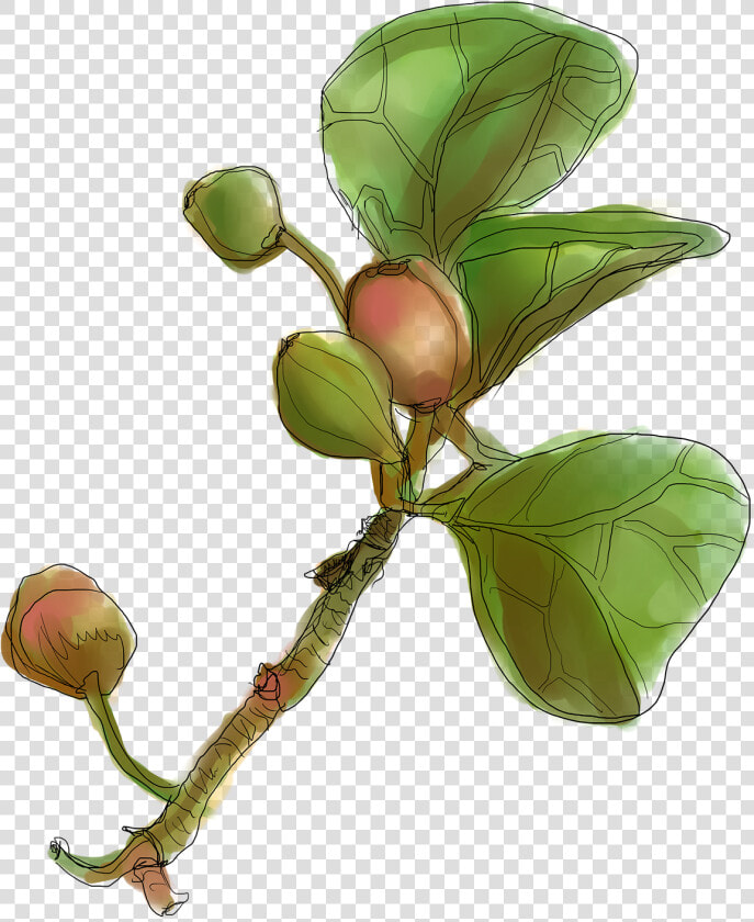 Botanical Drawing Lemon   Cascara Sagrada  HD Png DownloadTransparent PNG