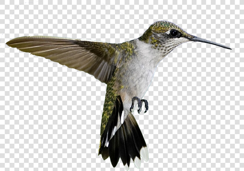 Colibrì Png  Transparent PngTransparent PNG