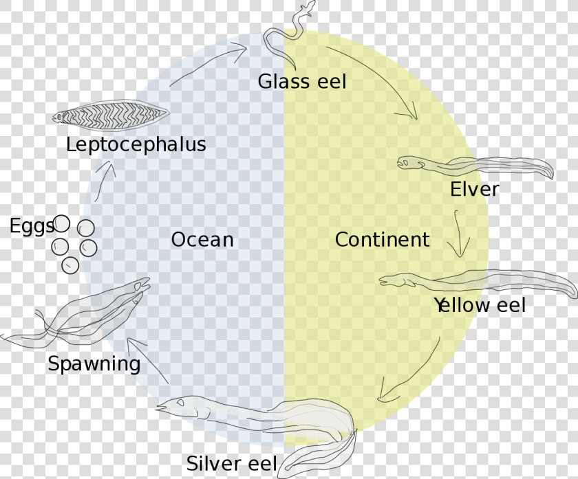 Life Cycle Of A Gulper Eel  HD Png DownloadTransparent PNG