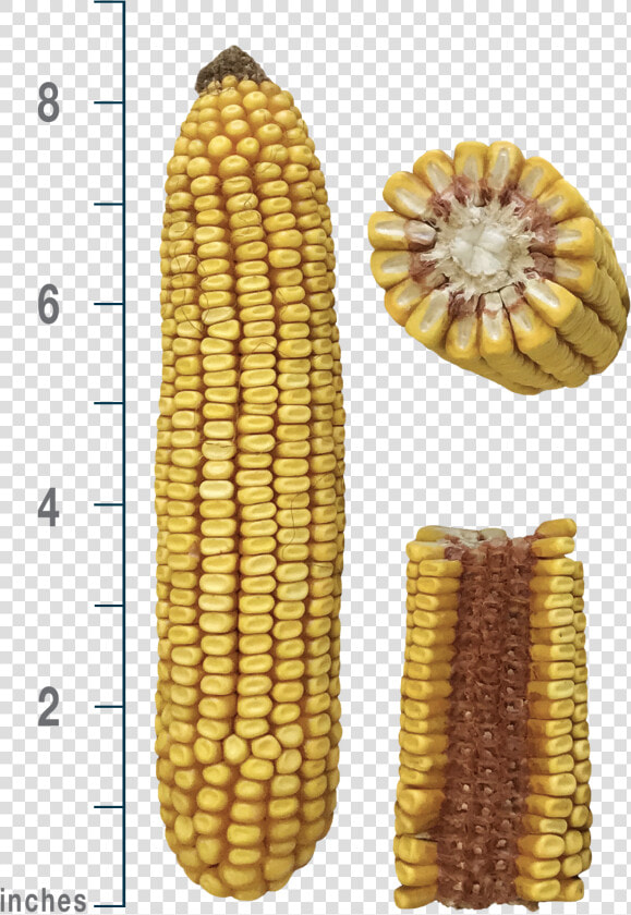 Corn Kernels  HD Png DownloadTransparent PNG