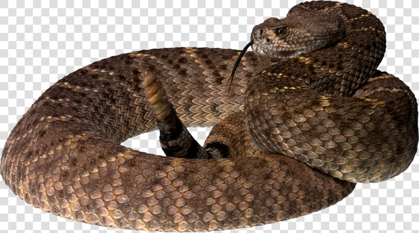 Now You Can Download Snake Png   Brown Tree Snake Png  Transparent PngTransparent PNG