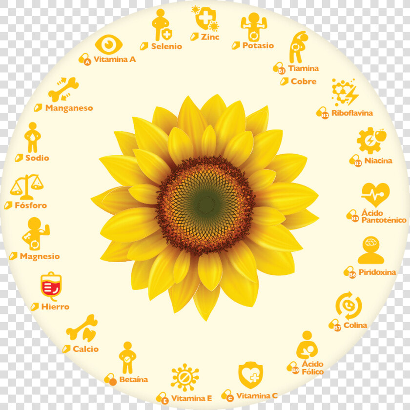 Semillas De Girasol O Semillas De Pipa   Clip Art Sun Flower  HD Png DownloadTransparent PNG