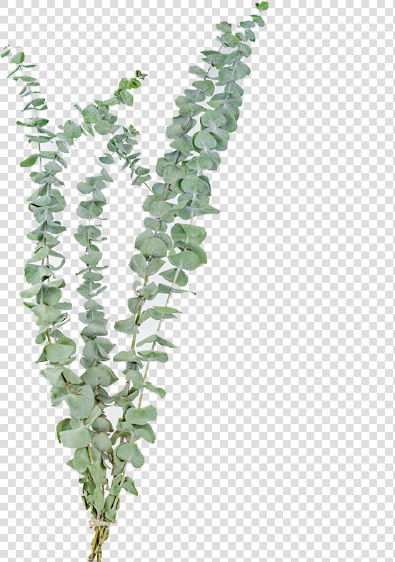  ugari  Promotional Eucalyptus Leaves Yunnan Dry Flower   Dried Eucalyptus  HD Png DownloadTransparent PNG