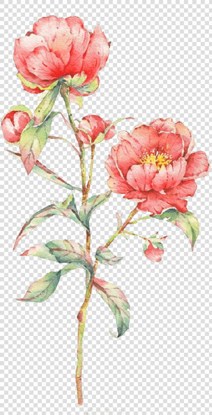 Pink Rose Flower Illustration Watercolor Flowers Watercolor   Flowers Watercolor  HD Png DownloadTransparent PNG