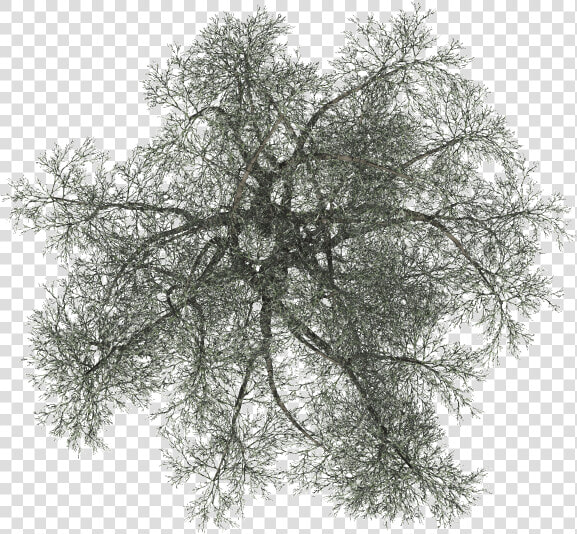 Tree Top Png   Pond Pine  Transparent PngTransparent PNG