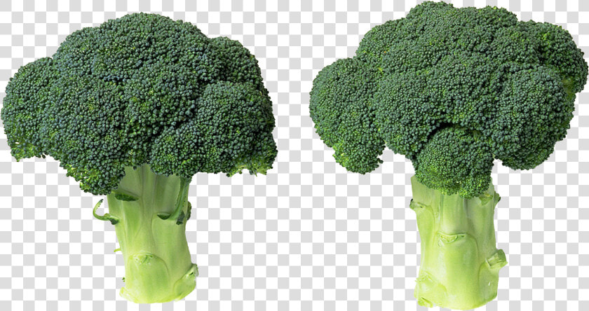 Green Broccoli Png File   Broccoli  Transparent PngTransparent PNG