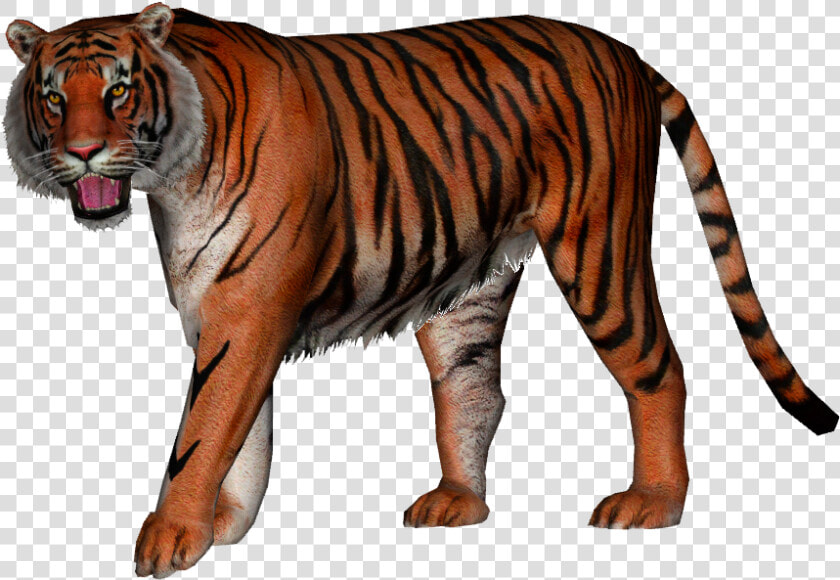 Transparent Tiger Png   American Lion Vs Ngandong Tiger  Png DownloadTransparent PNG