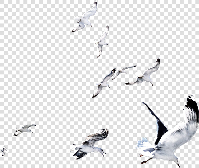  ftestickers  ftesticker  bird  birds  flying  fly   Flock  HD Png DownloadTransparent PNG