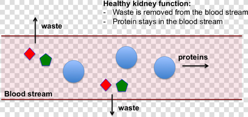 Kidney Png   Png Download   Does High Protein Diet Increase Gfr  Transparent PngTransparent PNG