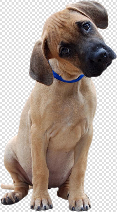 Great Dane Head Tilt  HD Png DownloadTransparent PNG