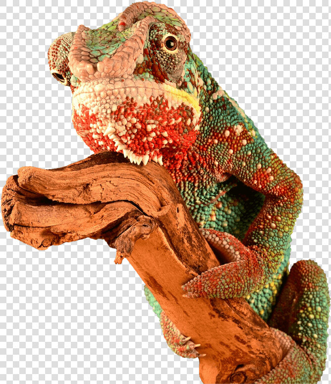 Chameleon Brick Tinting Mascot   Red Chameleon Png  Transparent PngTransparent PNG