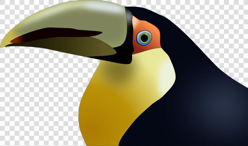 Toucan  Bird  Tropical  Colorful  Animal  Exotic   Beak Of Birds Cartoons  HD Png DownloadTransparent PNG