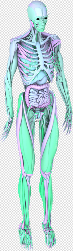 Seapunk Png  Transparent PngTransparent PNG