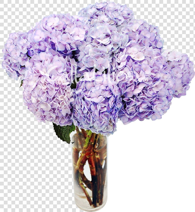 Tinted Hydrangeas Wedding Flowers  HD Png DownloadTransparent PNG