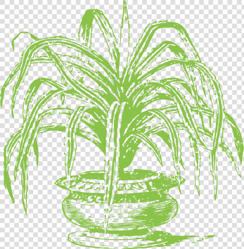 Daun Pandan Hitam Putih  HD Png DownloadTransparent PNG